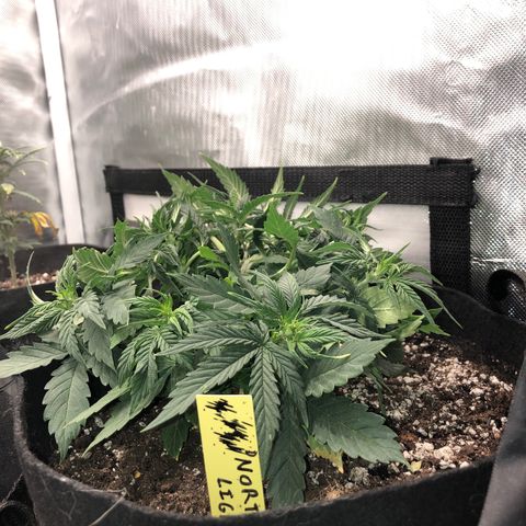 Northern Lights Auto (Seedsman) growlog photo: Lst