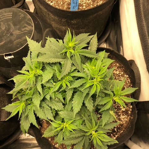Northern Lights Auto (Seedsman) growlog timeline photo