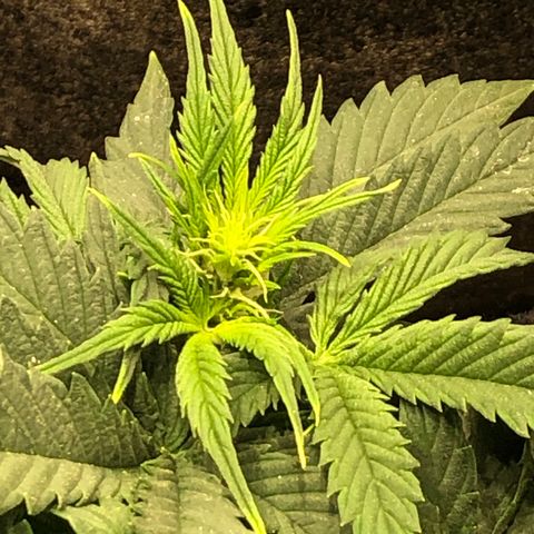 Northern Lights Auto (Seedsman) growlog timeline photo