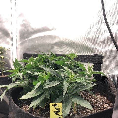 Northern Lights Auto (Seedsman) growlog timeline photo