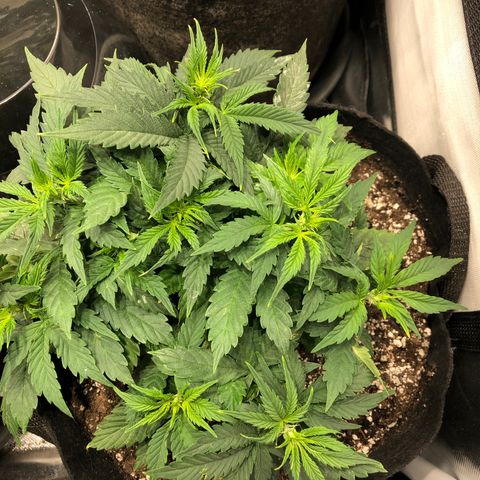 Northern Lights Auto (Seedsman) growlog timeline photo