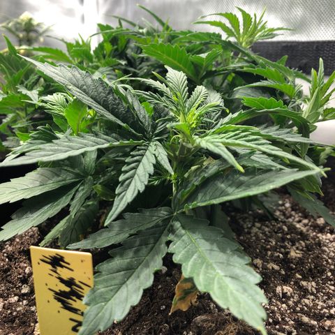 Northern Lights Auto (Seedsman) growlog timeline photo