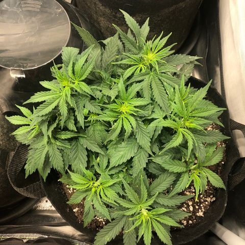 Northern Lights Auto (Seedsman) growlog timeline photo