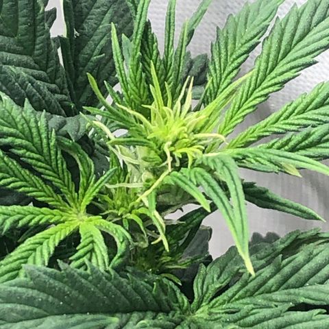 Northern Lights Auto (Seedsman) growlog timeline photo