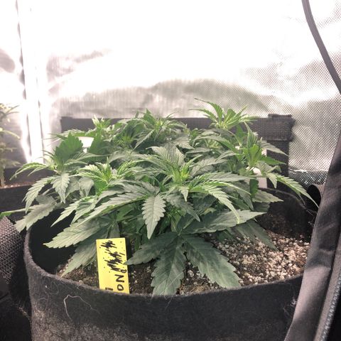 Northern Lights Auto (Seedsman) growlog timeline photo