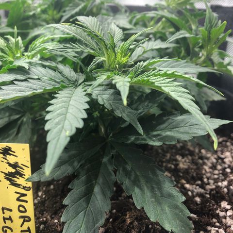 Northern Lights Auto (Seedsman) growlog timeline photo