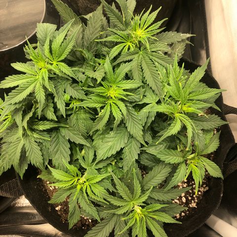 Northern Lights Auto (Seedsman) growlog timeline photo