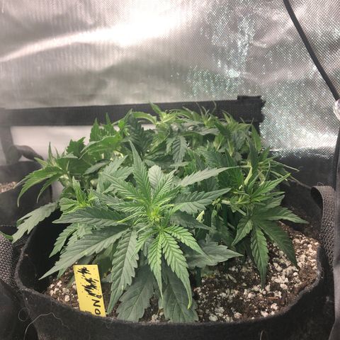 Northern Lights Auto (Seedsman) growlog photo: Lst