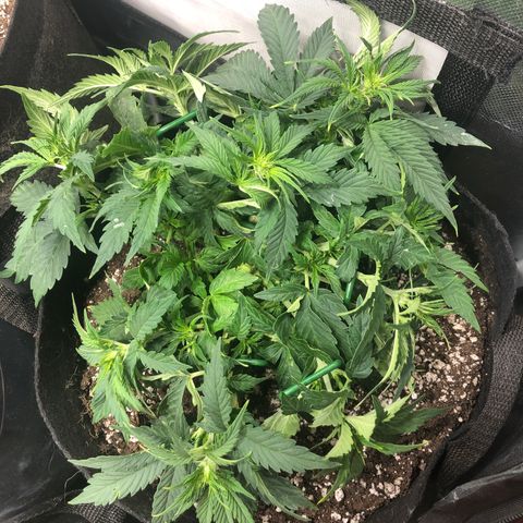 Northern Lights Auto (Seedsman) growlog photo: Lst