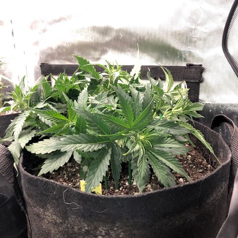 Northern Lights Auto (Seedsman) growlog timeline photo