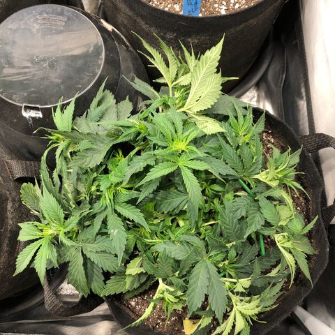 Northern Lights Auto (Seedsman) growlog timeline photo