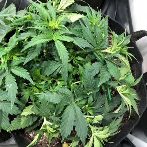 Northern Lights Auto (Seedsman) growlog timeline photo