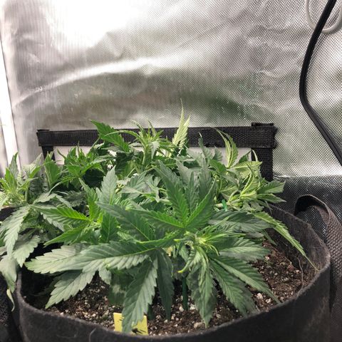 Northern Lights Auto (Seedsman) growlog timeline photo