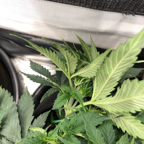 Northern Lights Auto (Seedsman) growlog timeline photo