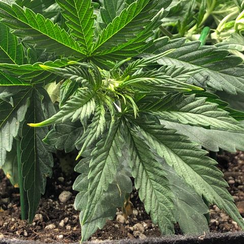 Northern Lights Auto (Seedsman) growlog timeline photo