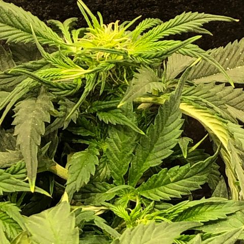Northern Lights Auto (Seedsman) growlog timeline photo