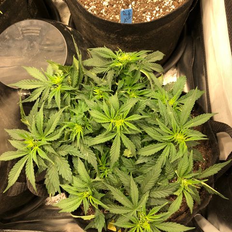 Northern Lights Auto (Seedsman) growlog timeline photo