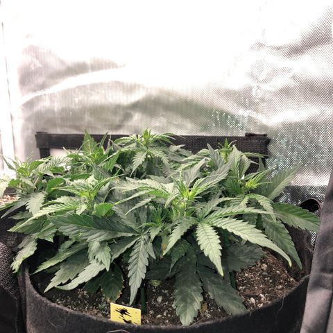Northern Lights Auto (Seedsman) growlog timeline photo