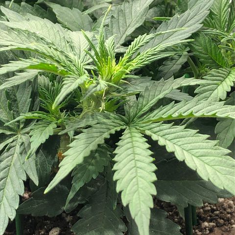 Northern Lights Auto (Seedsman) growlog timeline photo