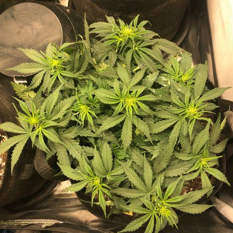 Northern Lights Auto (Seedsman) growlog timeline photo