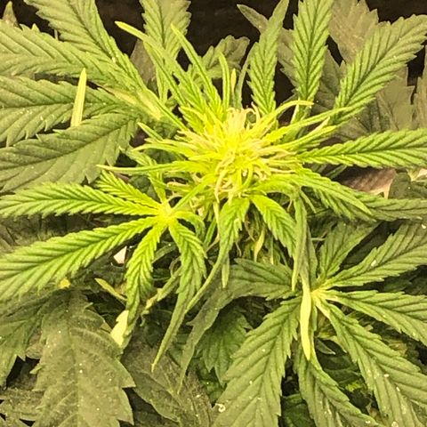 Northern Lights Auto (Seedsman) growlog timeline photo