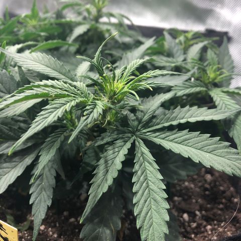 Northern Lights Auto (Seedsman) growlog timeline photo