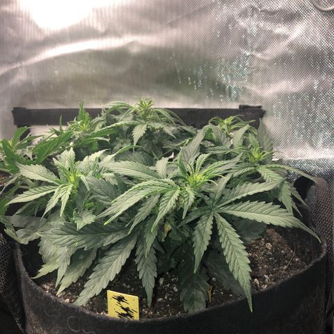 Northern Lights Auto (Seedsman) growlog timeline photo