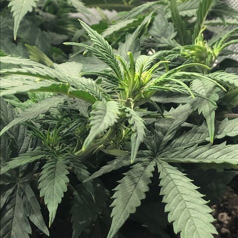 Northern Lights Auto (Seedsman) growlog timeline photo