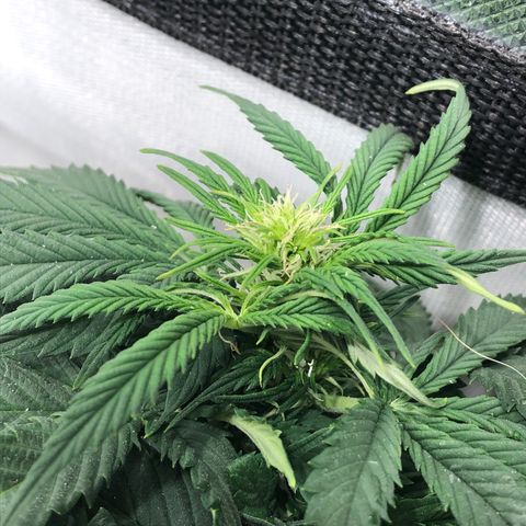 Northern Lights Auto (Seedsman) growlog timeline photo