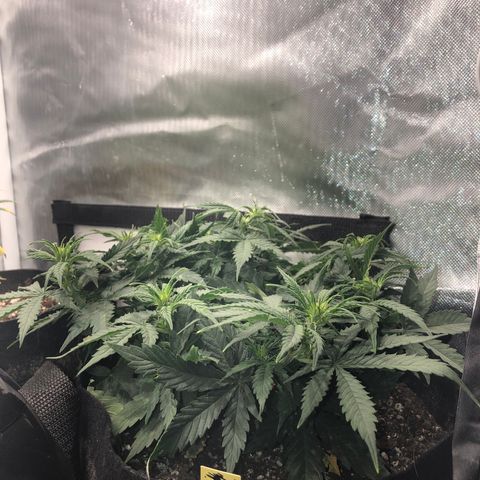 Northern Lights Auto (Seedsman) growlog timeline photo