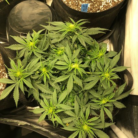 Northern Lights Auto (Seedsman) growlog timeline photo