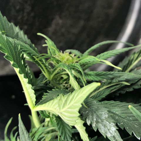 Northern Lights Auto (Seedsman) growlog photo: Lst