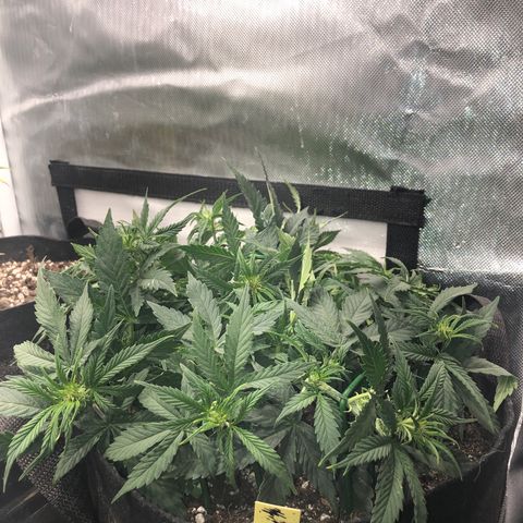 Northern Lights Auto (Seedsman) growlog photo: Lst