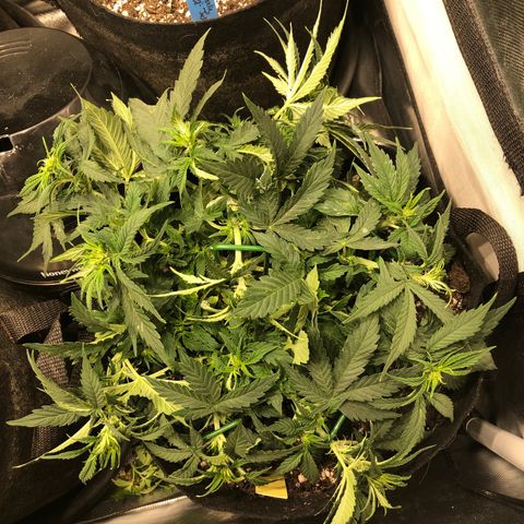Northern Lights Auto (Seedsman) growlog photo: Lst