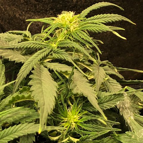 Northern Lights Auto (Seedsman) growlog timeline photo