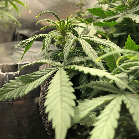 Northern Lights Auto (Seedsman) growlog timeline photo