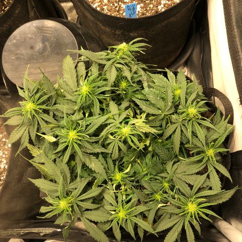 Northern Lights Auto (Seedsman) growlog timeline photo