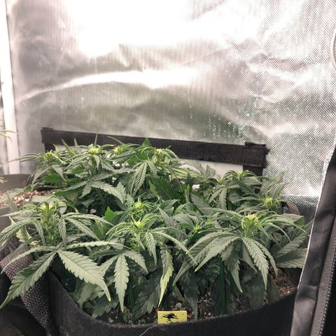 Northern Lights Auto (Seedsman) growlog timeline photo
