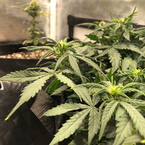 Northern Lights Auto (Seedsman) growlog timeline photo