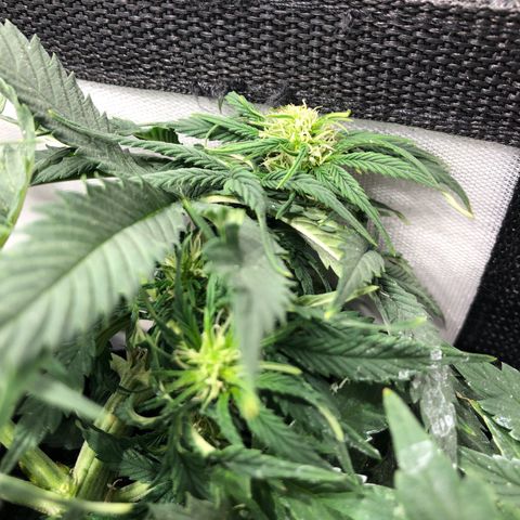 Northern Lights Auto (Seedsman) growlog timeline photo