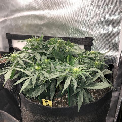 Northern Lights Auto (Seedsman) growlog timeline photo