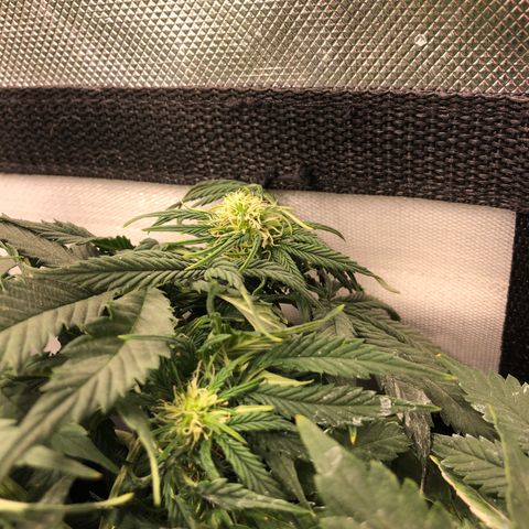 Northern Lights Auto (Seedsman) growlog timeline photo