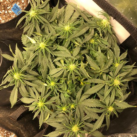 Northern Lights Auto (Seedsman) growlog timeline photo