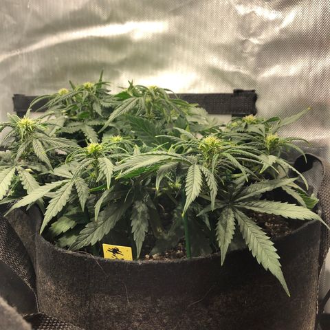 Northern Lights Auto (Seedsman) growlog timeline photo