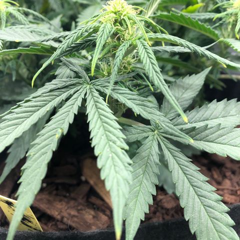 Northern Lights Auto (Seedsman) growlog timeline photo