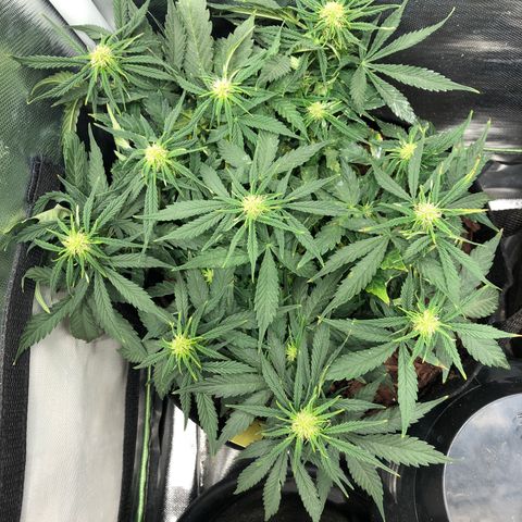 Northern Lights Auto (Seedsman) growlog timeline photo