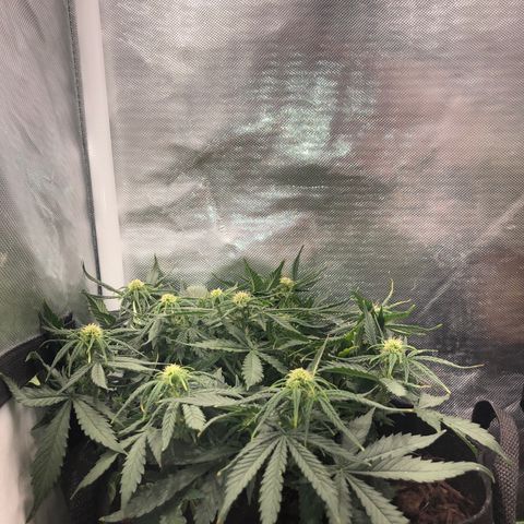 Northern Lights Auto (Seedsman) growlog timeline photo