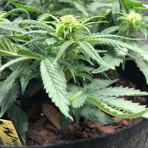 Northern Lights Auto (Seedsman) growlog timeline photo