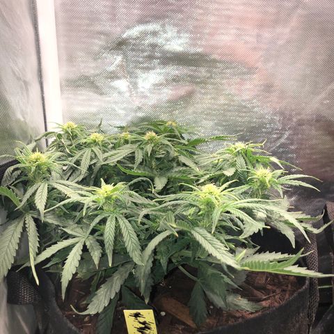 Northern Lights Auto (Seedsman) growlog timeline photo