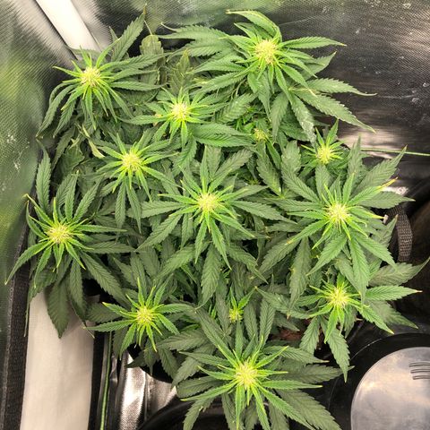 Northern Lights Auto (Seedsman) growlog timeline photo